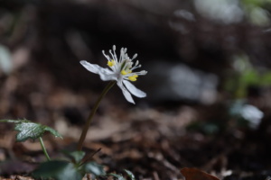 バイカオウレン